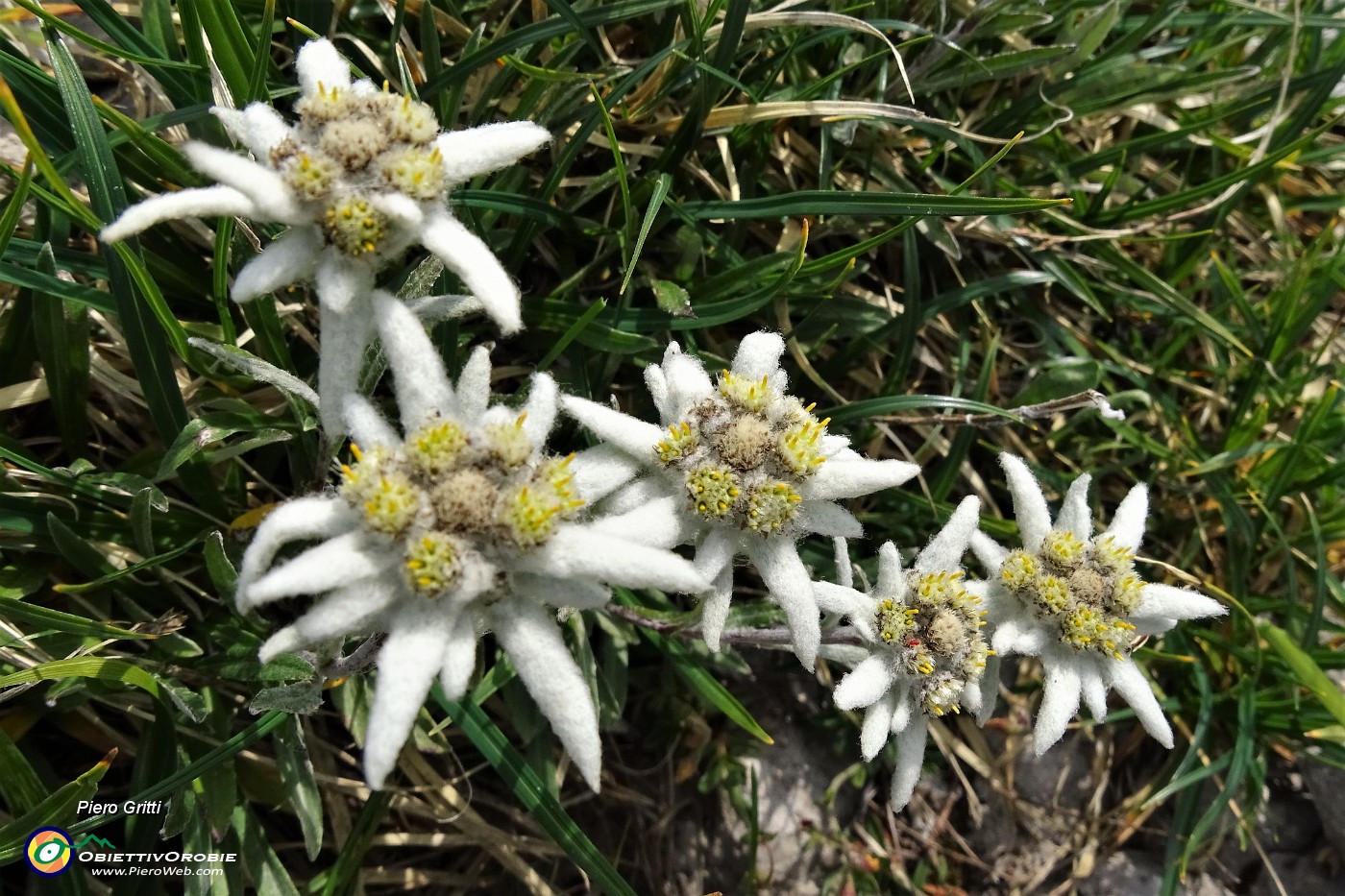 27 Stelle alpine  (Leontopodium alpinum).JPG